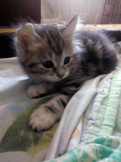 Лот: 15213019. Фото: 1. котенок курильского бобтейла. Кошки, котята