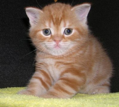 Лот: 6640396. Фото: 1. Шотландский котенок-мальчик (зайка... Кошки, котята
