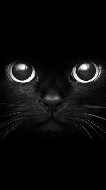 Лот: 8035594. Фото: 1. ищу. Дома