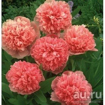 Лот: 13300427. Фото: 1. Пион молочноцветковый (Paeonia... Садовые цветы