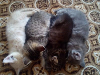 Лот: 7936431. Фото: 1. Котята. Кошки, котята