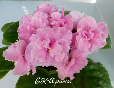 Лот: 6347979. Фото: 1. Фиалка сортовая ЕК-Ирина(лист). Горшечные растения и комнатные цветы