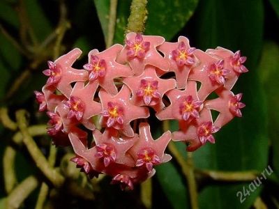 Лот: 3139590. Фото: 1. Хойя -Hoya сamphorifolia. Горшечные растения и комнатные цветы