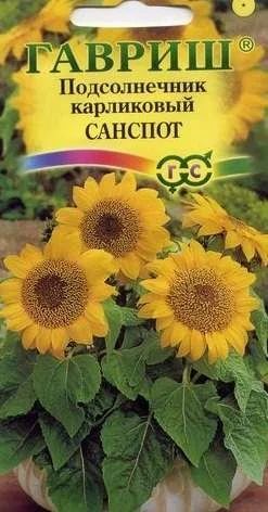 Лот: 11025461. Фото: 1. Подсолнечник карликовый Санспот... Садовые цветы