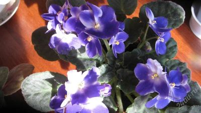 Лот: 897136. Фото: 1. Розетка "Ultraviolet". Горшечные растения и комнатные цветы