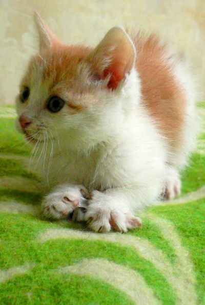 Лот: 6403837. Фото: 1. Отдам очаровательнейшего котенка... Кошки, котята