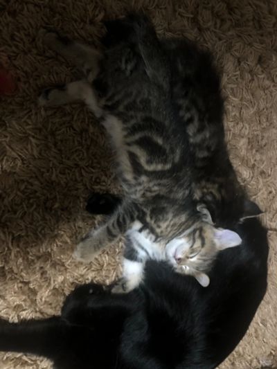Лот: 20227113. Фото: 1. Котик. Кошки, котята