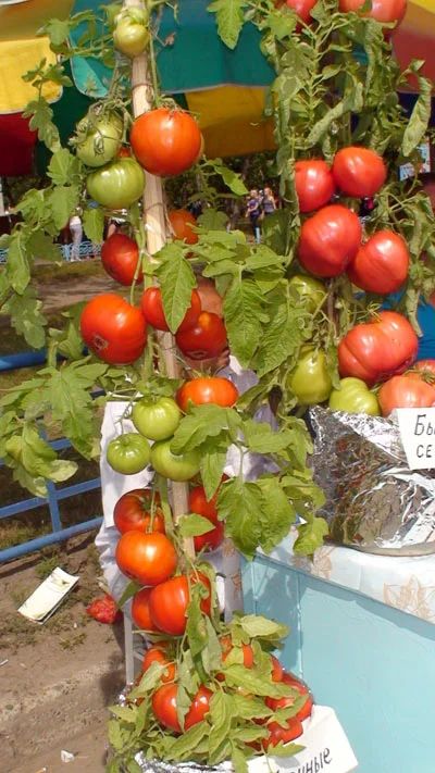 Лот: 3034067. Фото: 1. Самые вкусные домашние минусинские... Овощи, фрукты, зелень