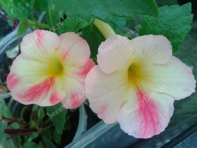 Лот: 9910813. Фото: 1. Ахименес Strawberry Lemon («Строберри... Горшечные растения и комнатные цветы