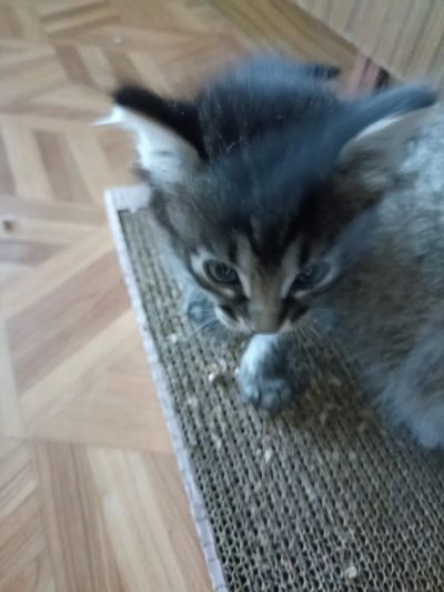 Лот: 25665421. Фото: 1. Красивые замечательные котята. Кошки, котята
