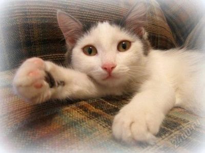 Лот: 2713972. Фото: 1. Отдам в добрые руки котенка подростка. Кошки, котята