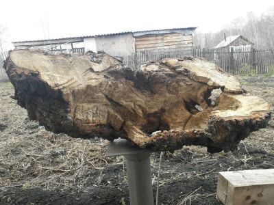 Лот: 11569960. Фото: 1. Берёзовый сувель. Материалы для ручной работы