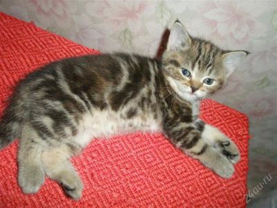 Лот: 967660. Фото: 1. Шотландские котята. Остальные животные