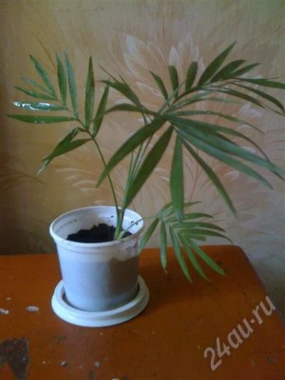 Лот: 412969. Фото: 1. Хамедорея. Горшечные растения и комнатные цветы