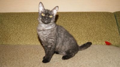 Лот: 4703673. Фото: 1. Котята порды Украинский левкой... Кошки, котята