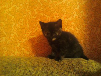 Лот: 3438946. Фото: 1. Отдам котёнка. Кошки, котята