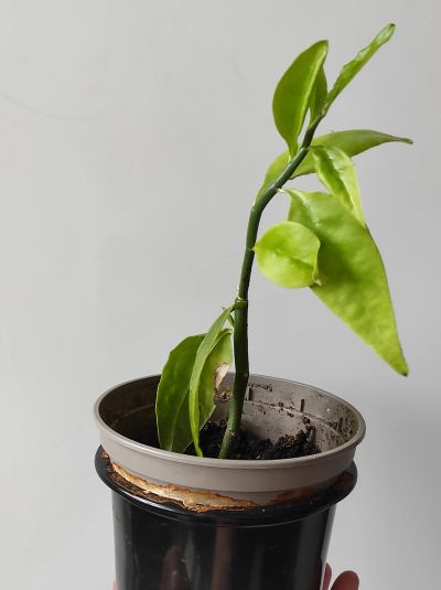 Лот: 18995596. Фото: 1. педилантус Финка комнатное растение. Горшечные растения и комнатные цветы