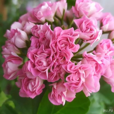 Лот: 16786159. Фото: 1. Пеларгония розебудная Australian... Горшечные растения и комнатные цветы