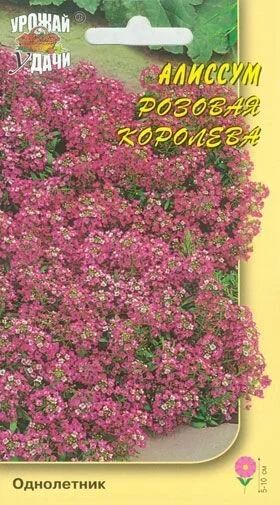 Лот: 10845776. Фото: 1. Семена алиссума "Розовая королева... Садовые цветы