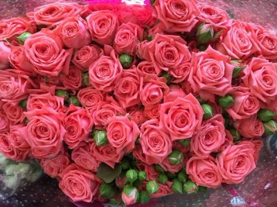 Лот: 11473760. Фото: 1. Роза кустовая барбадос. Свежие цветы
