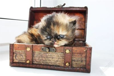 Лот: 1878942. Фото: 1. Персидские котята. Кошки, котята