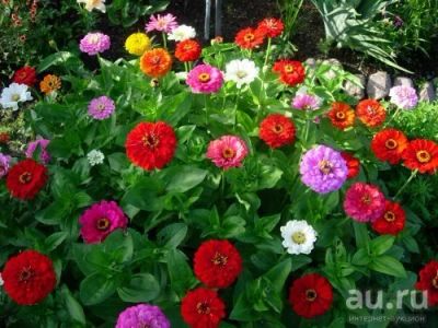 Лот: 13755962. Фото: 1. Циния. Садовые цветы