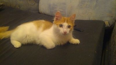 Лот: 3291996. Фото: 1. Рыжий красавец!. Кошки, котята
