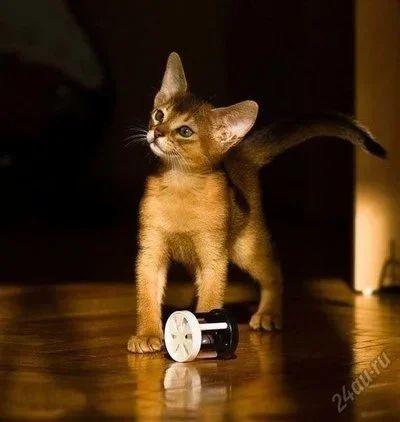 Лот: 5901621. Фото: 1. Абиссины - домашние пумы. Кошки, котята