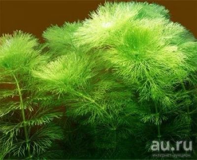 Лот: 8701044. Фото: 1. Амбулия любой длинны!. Водные растения