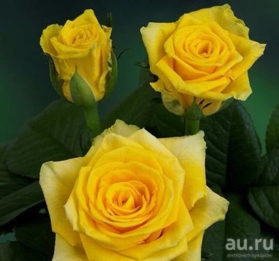 Лот: 9223975. Фото: 1. Роза Эквадор 50см - 77р. Букетная... Свежие цветы