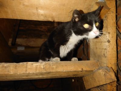 Лот: 18664645. Фото: 1. Кошка. Кошки, котята
