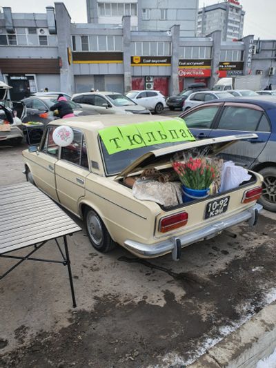Лот: 25093236. Фото: 1. Тюльпаны свежие, розница, предмостная... Свежие цветы