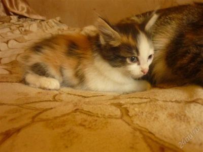 Лот: 2886026. Фото: 1. Возьмите красивых кошечек. Кошки, котята
