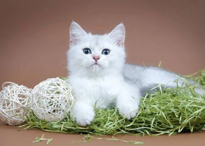 Лот: 6055658. Фото: 1. Британская кошечка, серебристая... Кошки, котята