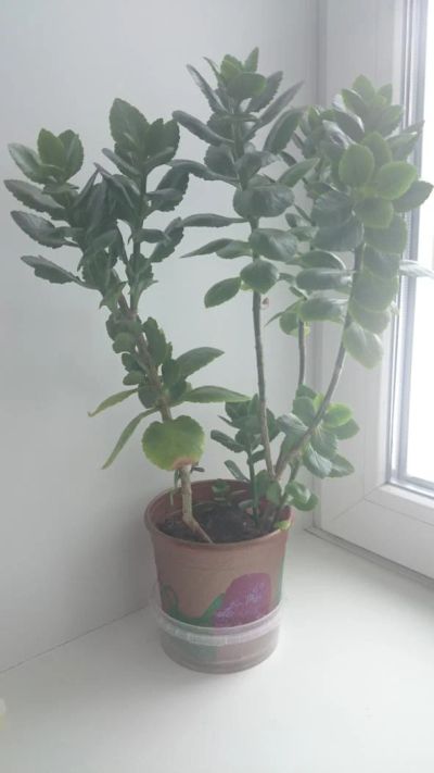 Лот: 6500273. Фото: 1. Каланхоэ светло розовый. Горшечные растения и комнатные цветы