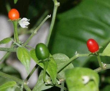 Лот: 5296594. Фото: 1. Перец дикий Chacoense Pepper... Другое (семена, рассада, садовые растения)