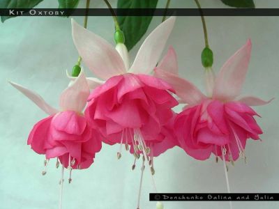 Лот: 11142094. Фото: 1. Фуксия Kit Oxtoby Полуампельная. Горшечные растения и комнатные цветы