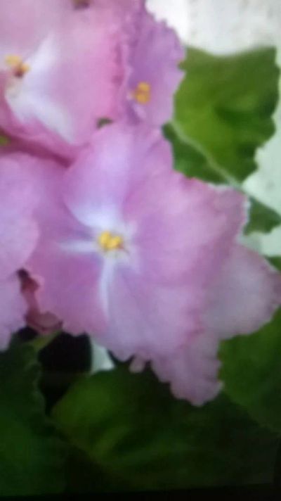 Лот: 8955652. Фото: 1. Фиалка Сестрица Аленушка - укорененный... Горшечные растения и комнатные цветы