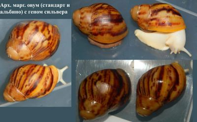 Лот: 7144132. Фото: 1. улитка архахатина маргината овум... Остальные животные