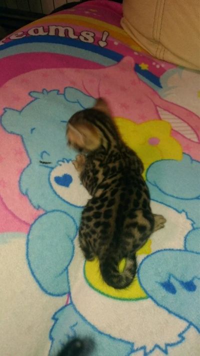 Лот: 14338542. Фото: 1. Бенгальские котята. Кошки, котята