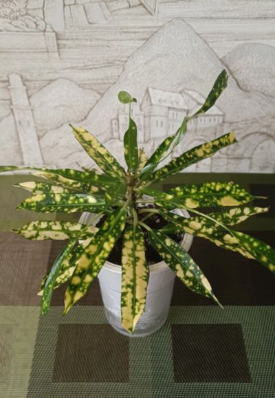 Лот: 14987062. Фото: 1. Кротон Gold Star. Горшечные растения и комнатные цветы