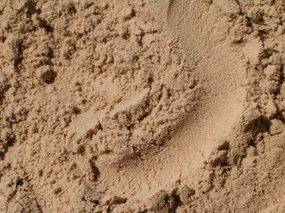 Лот: 8573158. Фото: 1. ПЕСОК. Песок россыпь. Песок россыпью... Песок, гравий, инертные материалы