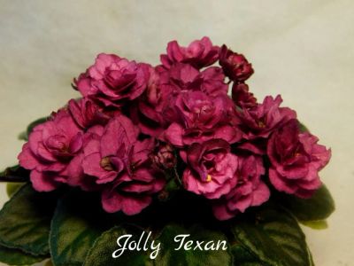 Лот: 8498739. Фото: 1. Мини фиалка сортовая Jolly Texan... Горшечные растения и комнатные цветы