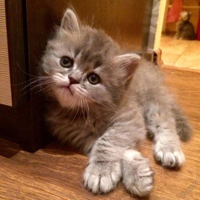 Лот: 5880392. Фото: 1. Бриташки-милашки. Кошки, котята