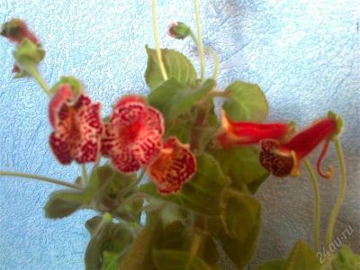 Лот: 1695385. Фото: 1. Kohleria Oriantha (Колерия)- с... Горшечные растения и комнатные цветы
