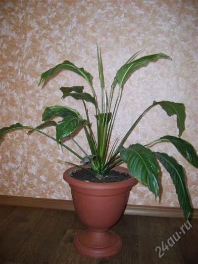 Лот: 801536. Фото: 1. спатифилум. Горшечные растения и комнатные цветы