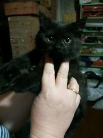 Лот: 12538293. Фото: 1. Котенок, мать британка. Кошки, котята