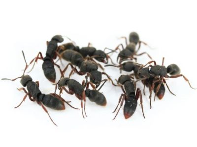 Лот: 7575577. Фото: 1. Муравей дома! Pachycondyla rufipes. Остальные животные