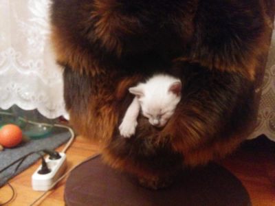 Лот: 7235091. Фото: 1. Котята ! Месяц. от 28 февраля... Кошки, котята
