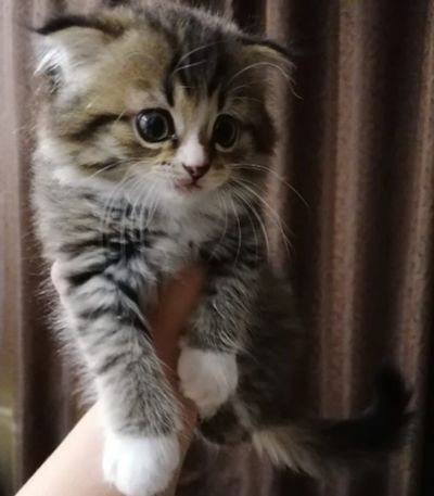 Лот: 16933022. Фото: 1. Котенок шотландский вислоухий. Кошки, котята